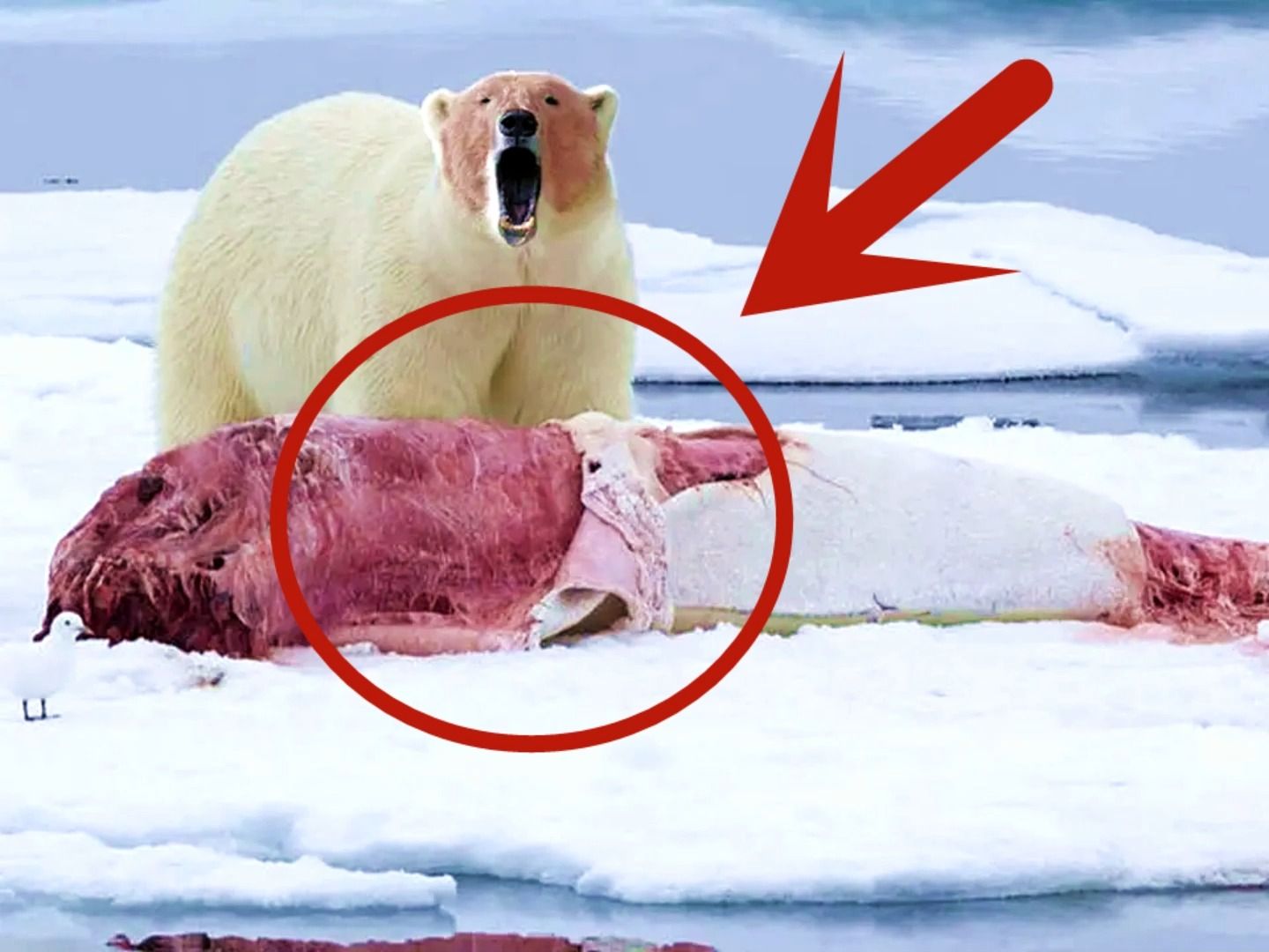 北极熊活吃4米长白鲸！一口将其脑袋咬住，实在是太狂暴了