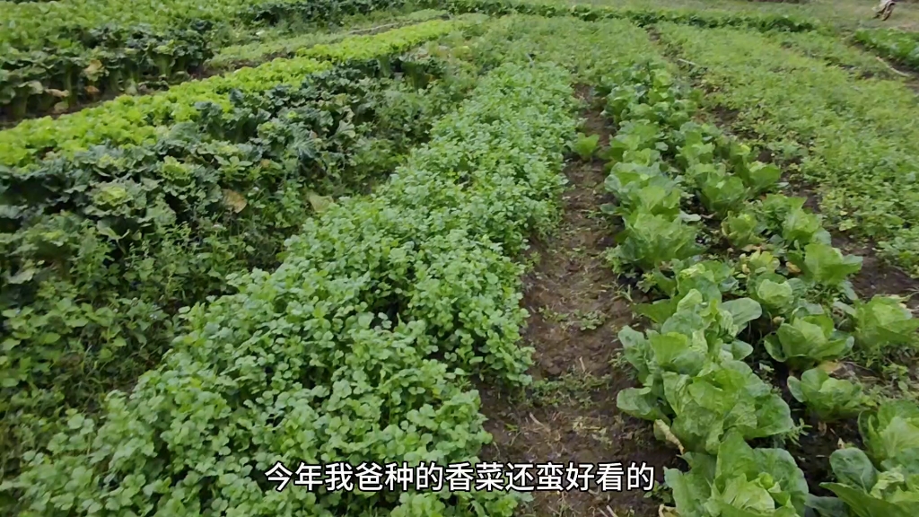 广东湛江农村，娘家菜地种满了许多瓜菜，看来过年的菜都不用愁了