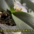为出花剑做准备，蝴蝶兰进入营养生长期后怎么养护？