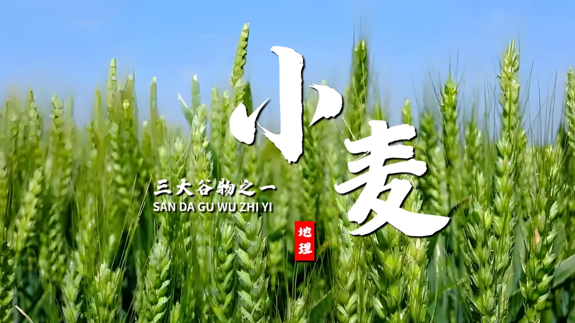 课前三分钟，地理不用愁——春小麦和冬小麦【看纪录片学地理】