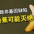 基因中注定的悲惨结局，三倍体香蕉带给人类的警示！