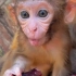 小猴子吃东西真墨迹