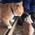 Dad cat beats up kitten and kisses mom