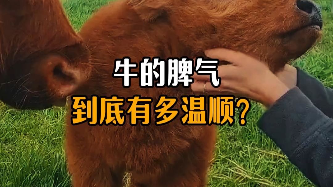 牛的脾气到底有多温顺？