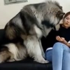 十六种狗的行为解读，让你更加了解爱犬