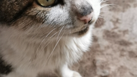 猫咪怎么看是不是舔了伤口 78efa8fd532e8cebc57c251637abb8ffc3e604cd.jpg@280w_158h_1c_100q.jpg