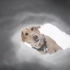 国家地理 | 惊鸿一瞥——雪崩搜救犬【Capturing the Impact of Avalanche Rescue 