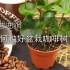 园艺进阶：如何种好盆栽咖啡树
