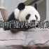 熊猫听懂四川话系列：大熊猫把四川话听得明明白白