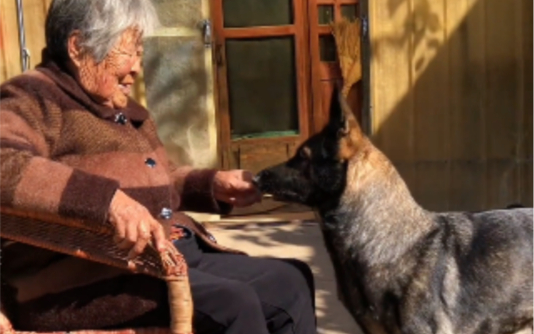 这个世界不能没有狗狗！看了灰宝和奶奶的故事后更加确信！