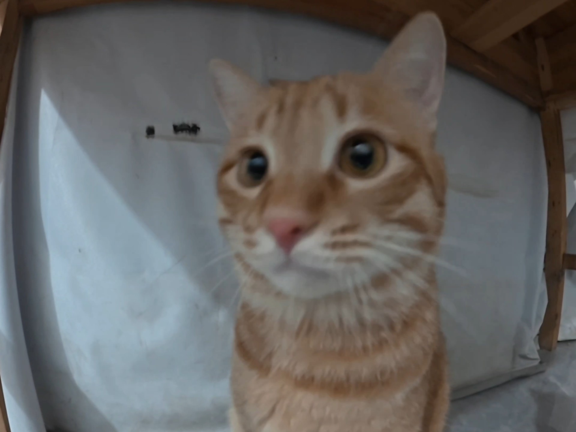 这是啥猫
