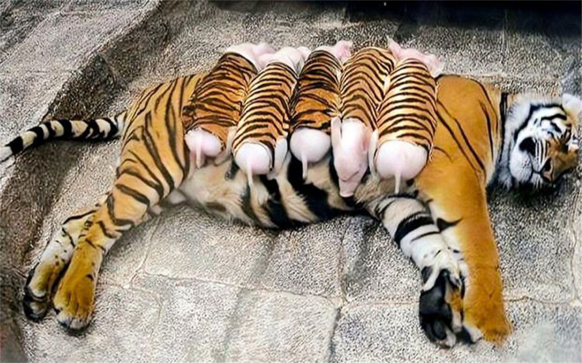 母老虎失去幼崽，饲养员找猪宝宝代替，没过多久饲养员就后悔了！