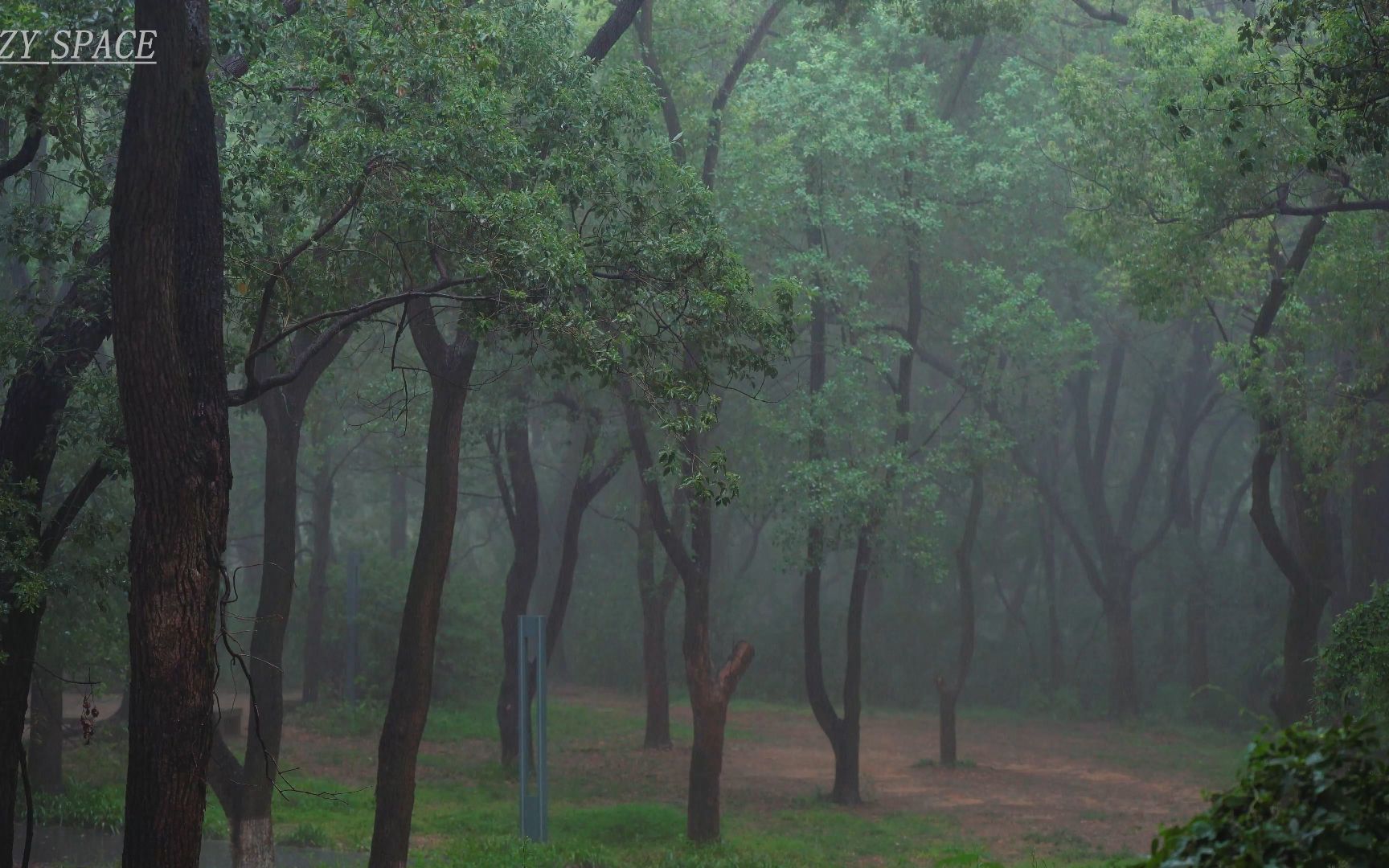 【真实雨声】30分钟！一秒入睡! 森林中下雨声，超级美景4K~治愈助眠丨纯雨声丨白噪音环境音，放松身体，最适合睡觉的雨声