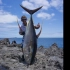 【暴力狂拉】国外小哥礁石上钓到200斤的巨型金枪鱼