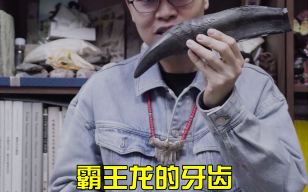 揭秘霸王龙暴龙的牙齿