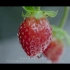 黔丰草莓园宣传视频