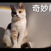 秃秃:“你看我像不像中秋月饼