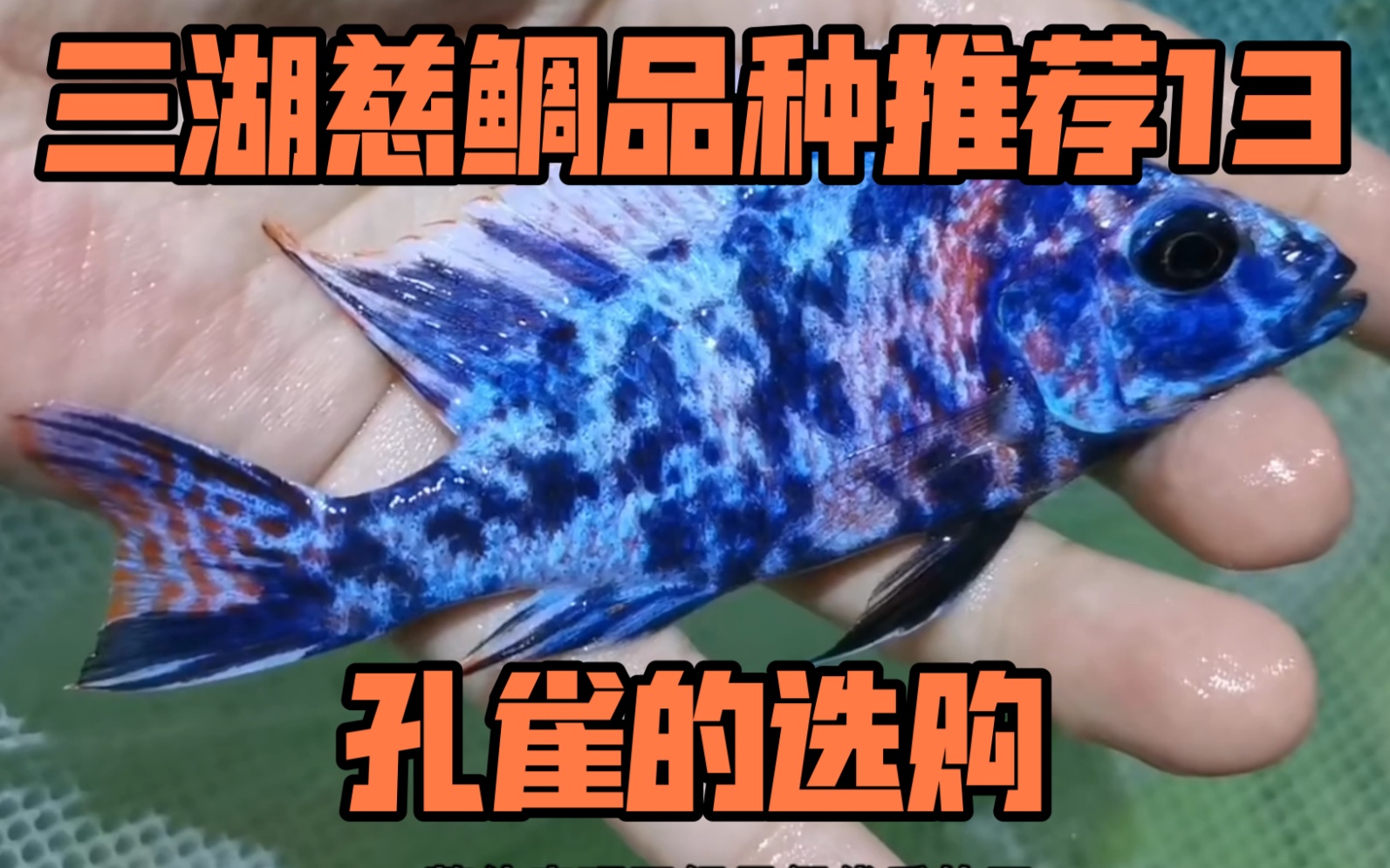 漂亮又好养的三湖慈鲷是世界上进化最成功的观赏鱼，告诉你该怎么养_颜色_硬度_品种