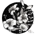 【自制】手绘黑白装饰画之花卉系列1