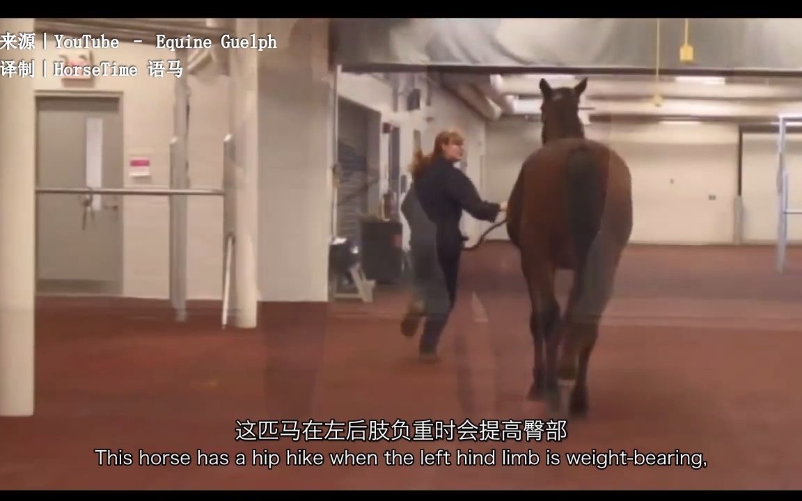 【Lameness Lab】跛行案例3