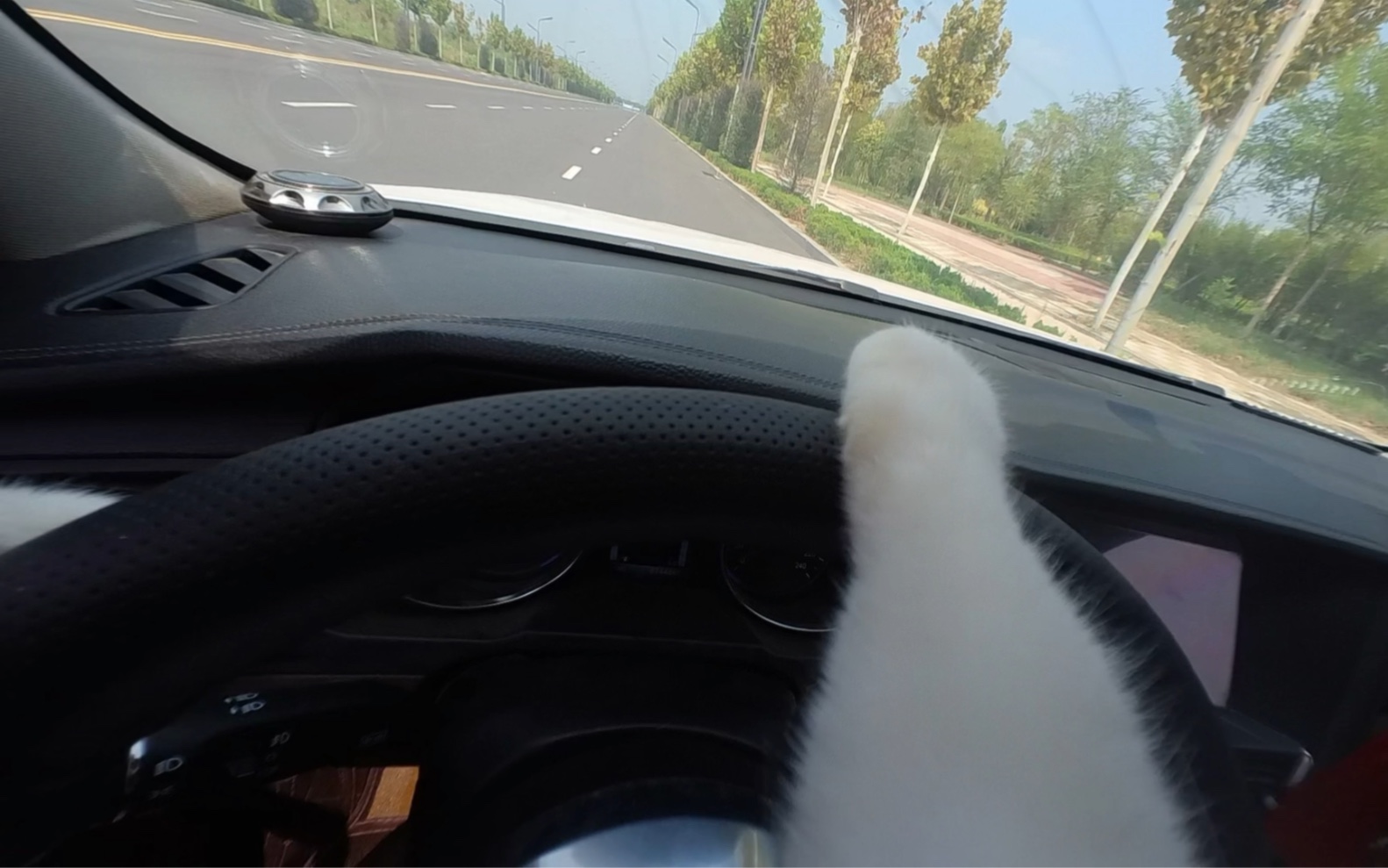 猫：再快的车，也追不上要走的她！