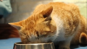 79f53d1578bd5be86ec29f3c649be0c2102da2a3.jpg@280w_158h_1c_100q.jpg