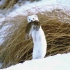 阿塞拜疆高加索山区白色精灵—伶鼬捕猎影像