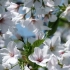 空镜头视频  梨花杏花夏季花朵微风 素材分享