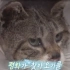 【翻译】解救被水管卡了五年的猫