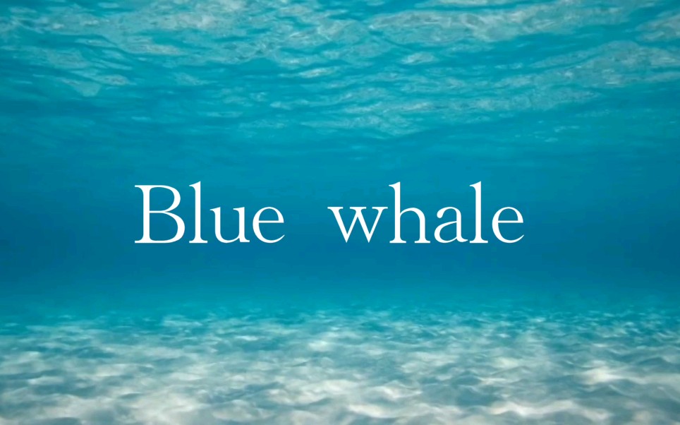 【电音小少年★鹭鸦】Blue whale