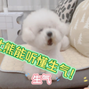 这只比熊能听懂“生气”呦