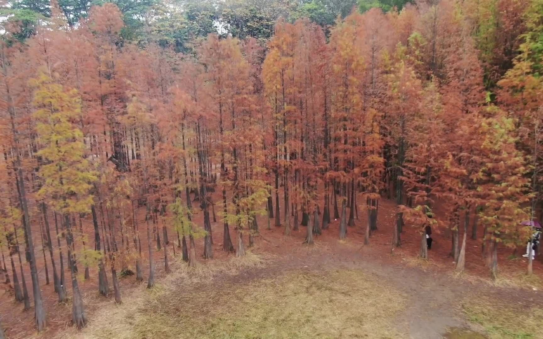 广州大夫山落羽杉林美如仙境，北方有红叶，南方有落羽杉毫不逊色