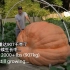 巨型南瓜生长过程的延时摄影（最后从907kg长到1125kg）