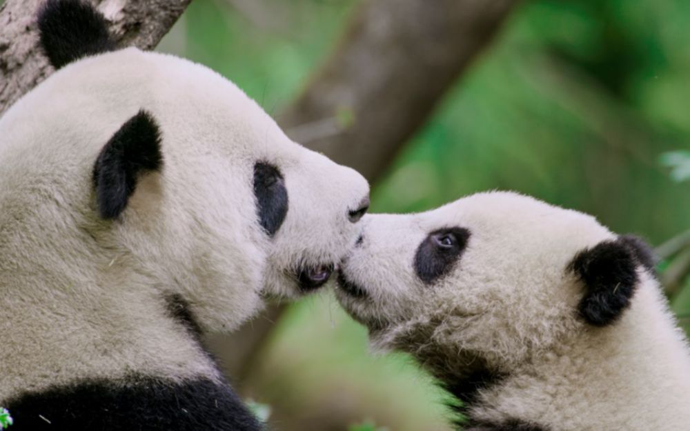 【未至之境】全球首次记录野生熊猫[交换唾液]行为，它们在做什么？
