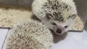 刺猬视频全集大全 7a5b785ebc297e344dd423e70ebd1011039949e1.jpg@280w_158h_1c_100q.jpg