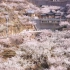 美哭！这里是青岛最美樱花山谷，2分钟带你看完