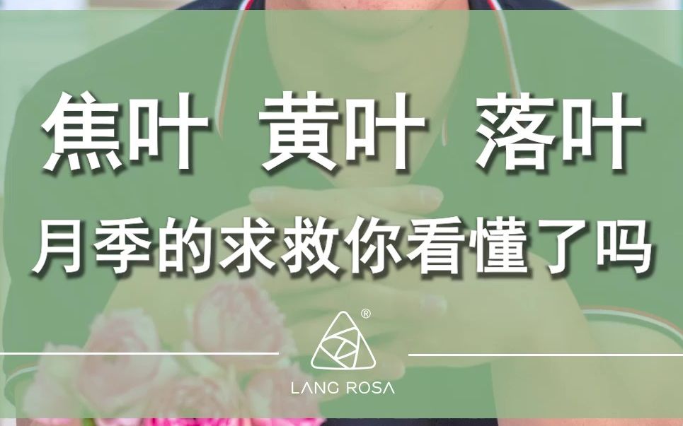 焦叶 黄叶 落叶 月季的求救你看懂了吗？