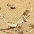 ○荒漠沙蜥○沙漠中生活的小动物，保护色很强