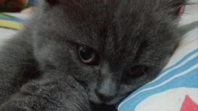 7a865cc1b28cc1798228ee789eb4fef7e41753eb.jpg@280w_158h_1c_100q.jpg