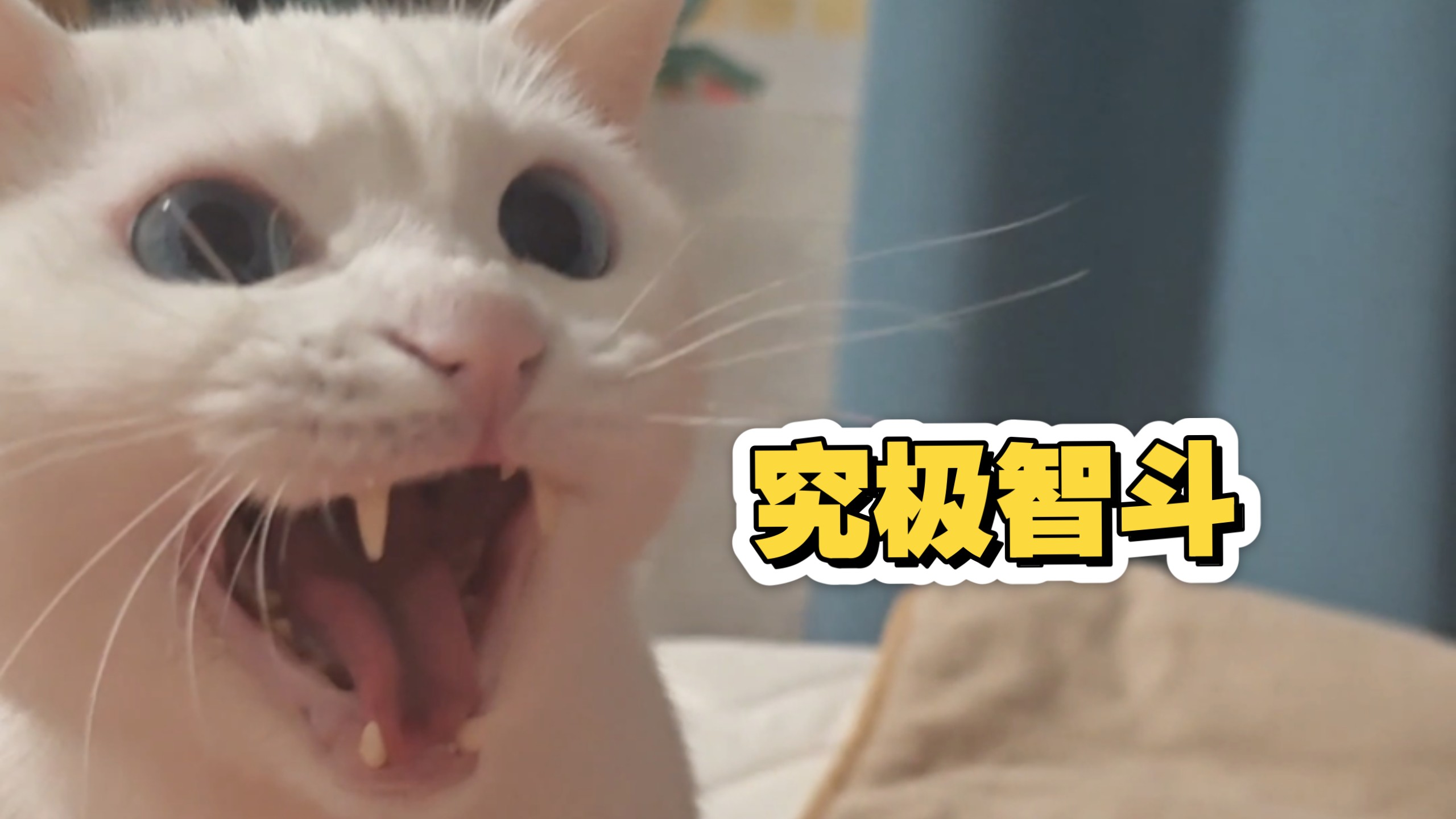 全部的心眼都用在了猫身上