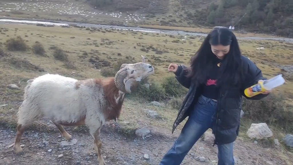 Goat:What is this? It's not good, see how I can top you!