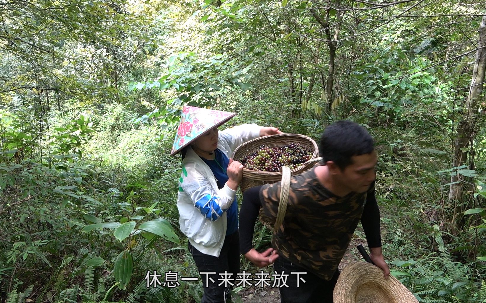 老板微信订购的野生葡萄,阿琪两夫妻山里摘了满满一背篓,发财了