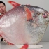 18000买一条91斤的月亮鱼，比蓝鳍金枪鱼还珍贵，血赚还是亏了？