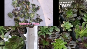 多肉叶插苗怎样长得快 7ae809775cb0fd0b1fb826a09473f2a23881ad3f.jpg@280w_158h_1c_100q.jpg