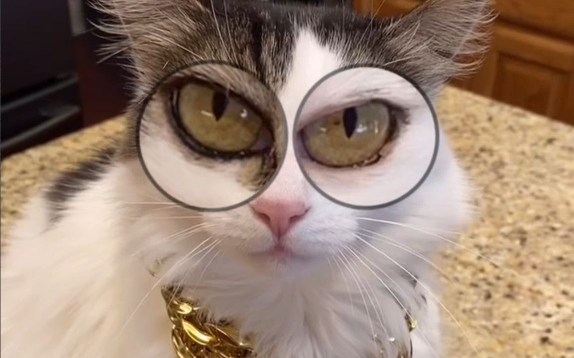 给猫猫用大眼滤镜，这眼神很难不爱！