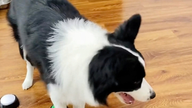 怎么选好一只边牧 7afce0eec08afa42823cb71b16aef42cf85a849b.jpg@280w_158h_1c_100q.jpg