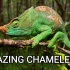 【野采系列】变色龙篇 来自非洲 印度 马达加斯加种 | Amazing chameleons on the hunt（2