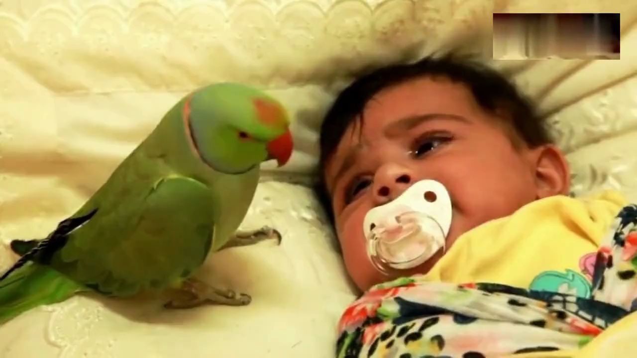 看到小宝宝在哭，鹦鹉不停的唱歌哄宝宝，好暖心!