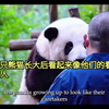 【外国人看】中国熊猫越长越像饲养员   评论翻译 彩色弹幕化