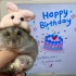 我的小老鼠过生日啦！哐哐一岁喽～